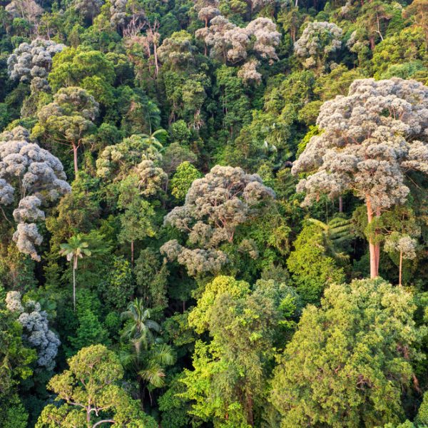 Choisir le bois de Meranti pour une esthétique exotique